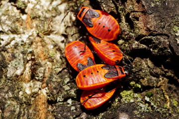 Macro of young Caucasian red bugs soldier on the bark of a tree in the foothills of the Caucasus
