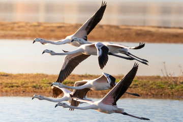 Flamingos