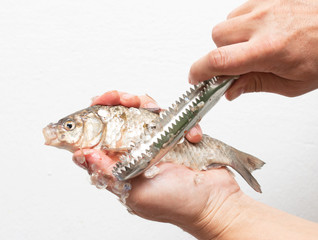 Hands brushing fish