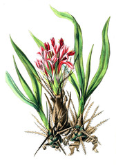 Illustration of orchid.