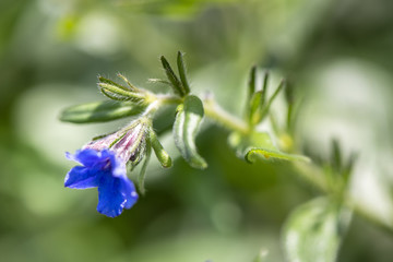 Steinsame als Heilpflanze für Naturmedizin und Pflanzenheilkunde