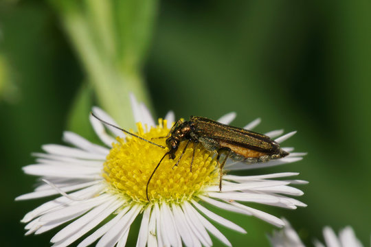Macro view of the side of a green beetle Alleculidae on a white flower of the caucasian Erigeron