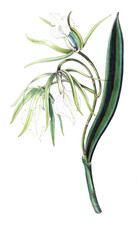 Illustration of orchid.