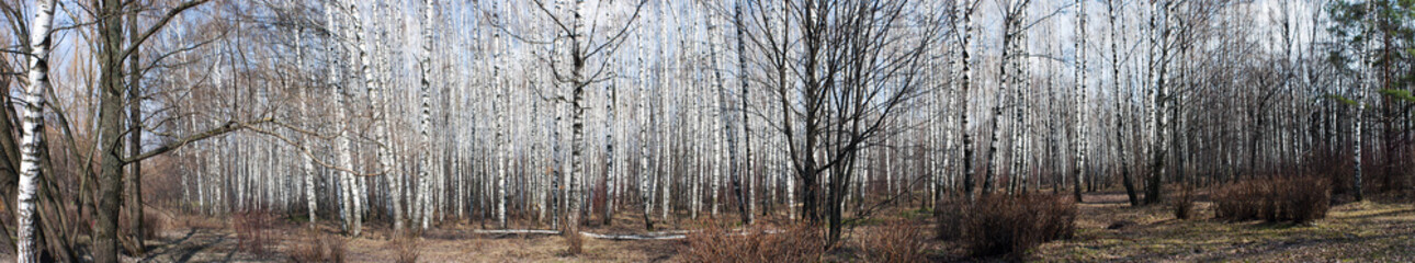 Fototapeta premium Birch trees panorama