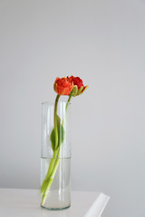 Vase with beautiful tulips on table against grey background