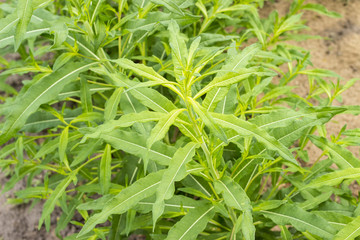 Green leaves of Willow-herb, Ivan-tea, Kiprei, narrow-leaved tea, growing plant in the garden, outdoors, food background