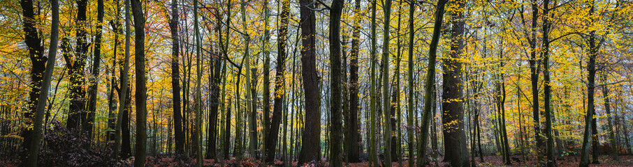 Panorama of a autumn yellow forest