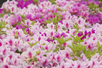 ツツジ（azalea）