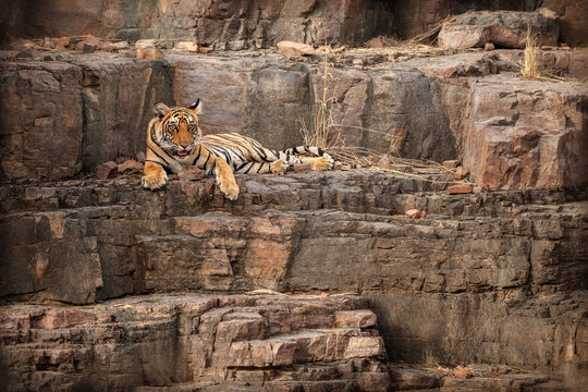 Cute tiger cub in rocky habitat. Tiger during amazing light. Wildlife scene with beautiful and dangerous animal. Hot summer in India. Dry area with beautiful indian tiger, Panthera tigris tigris