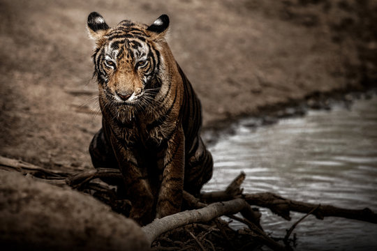 Cute tiger cub in the nature habitat. Tiger during amazing light. Wildlife scene with beautiful and dangerous animal. Hot summer in India. Dry area with beautiful indian tiger, Panthera tigris tigris