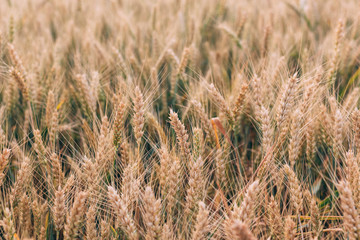 Beautiful wheat field in the summer, close up