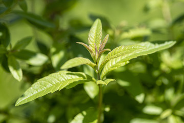 Zitronenverbene als Heilpflanze für Naturmedizin und Pflanzenheilkunde