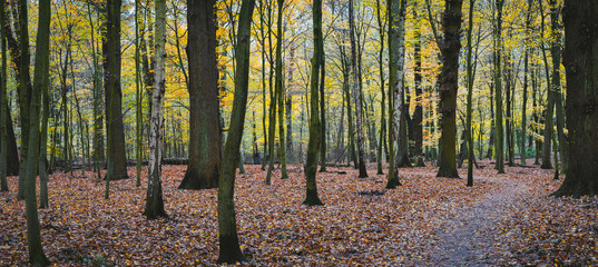 Panorama of a autumn yellow forest with walk path between the trees