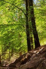 Forest walking route