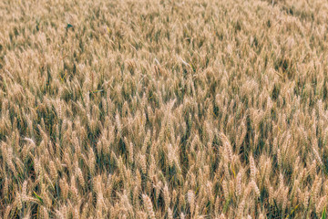 Beautiful wheat field in the summer, close up