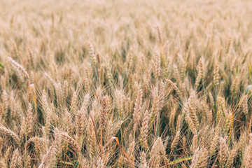Beautiful wheat field in the summer, close up