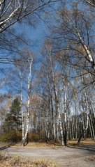 Birch trees