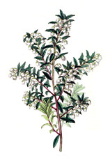 Illustration of plant