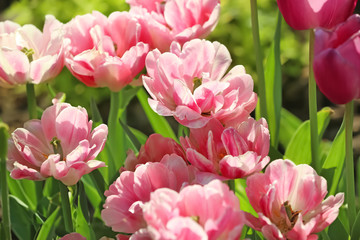 Obraz premium Beautiful blossoming tulips on sunny spring day outdoors