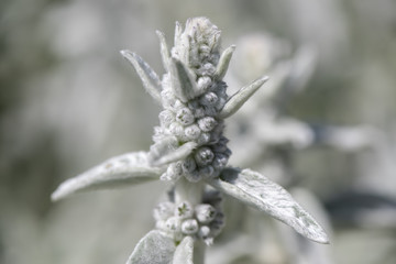 Wollziest als Heilpflanze für Naturmedizin und Pflanzenheilkunde