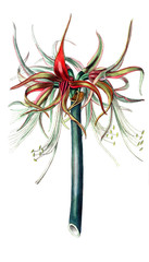 Illustration of plant