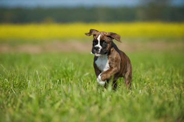 Rennender Boxerwelpe