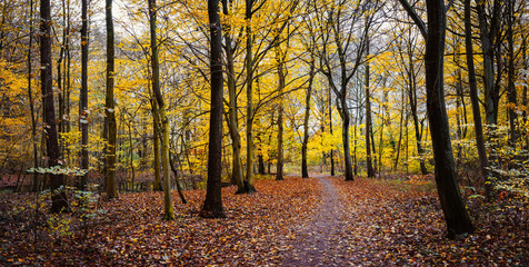 Pathway between yellow trees in the autumn golden forest. Panorama