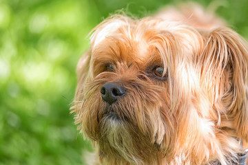 Naklejka na ściany i meble Yorkshire terrier dog close up portrait against green blurry background outdoors. Puppy, young dog outdoors.