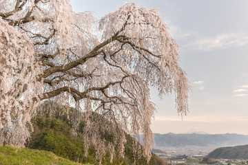Shidare Sakura and Mountain Fuji at Yamanashi town. Shidara Sakura is Cherry blossom tree with drooping branches.