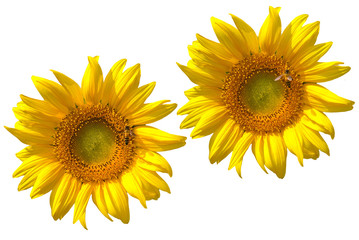 sunflower isolated on white background