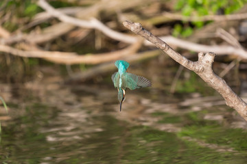 Martin pescatore in picchiata (Alcedo atthis)