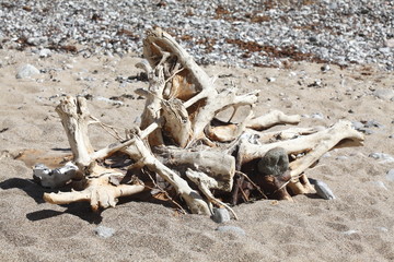 Treibholz, Totholz, Kreideküste