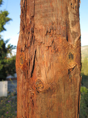 Telegraph pole with tree knots