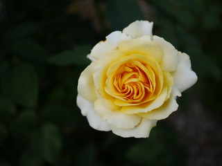 White flower