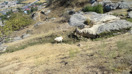 Photo nature of the mountain.