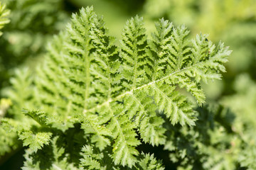 Krauser Rainfarn als Heilpflanze für Naturmedizin und Pflanzenheilkunde