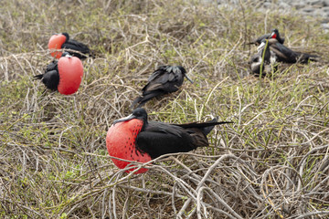 Magnificent Frigatebird (Fregata magnificens) in Galapagos Islan