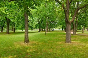 Fototapeta na wymiar Green trees in a park