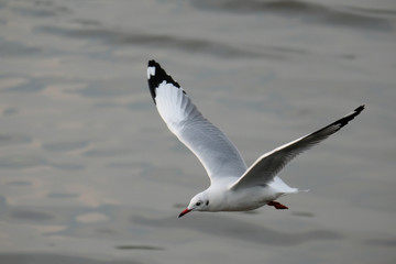 Single seagull flying in a sky as a background