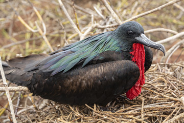Great Frigatebird (Fregata minor) in Galapagos Islands, Ecuador
