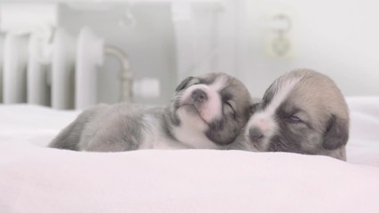 Two cute puppy dogs on bed at home. Tired puppies sleeping in bedroom.