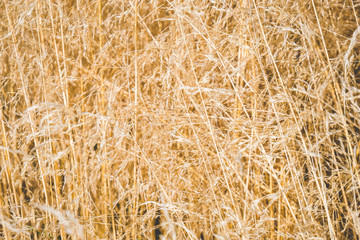 Golden grass field. Abstract background and texture