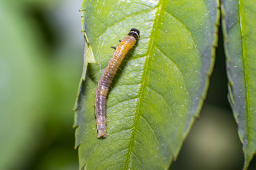 small caterpillar on green leaf in fresh season nature