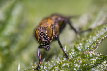 small gas mask fly on green leaf in fresh season nature