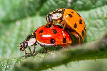two ladybug at the mating on green leaf in fresh season nature