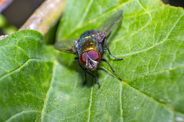 small fly on green leaf in fresh season nature