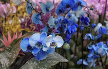 blue orchids in pots