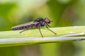 Naklejka premium small fly on green grass in fresh season nature