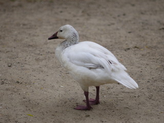 White goose