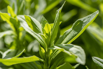 Seifenkraut als Heilpflanze für Naturmedizin und Pflanzenheilkunde